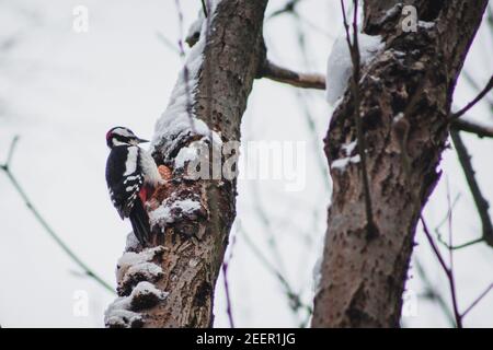 Great Spotted Woodpecker nel Parco Nazionale delle Harz Mountains, Germania. Tema animale. Picchio che beve sull'albero nella stagione invernale Foto Stock