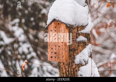 Scatola di annidamento in legno per api solitarie. Piccolo hotel per insetti durante l'inverno nel Parco Nazionale delle Montagne di Harz, in Germania Foto Stock