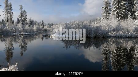 Stagni sulle paludi vicino al fiume Yaak dopo una tempesta di neve. Yaak Valley, Montana nord-occidentale. (Foto di Randy Beacham) Foto Stock