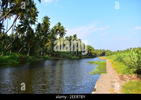 Alberi di cocco sulle rive di un fiume Foto Stock