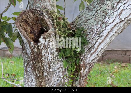 Albero Bark Texture / natura Foto Stock