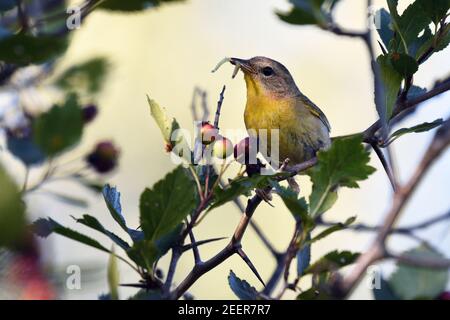 Femmina comune a gola gialla con grub per alimentare recentemente la prole volata. Yaak Valley, Montana nord-occidentale. (Foto di Randy Beacham) Foto Stock