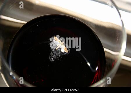 La falda affogata in un bicchiere di vino Foto Stock