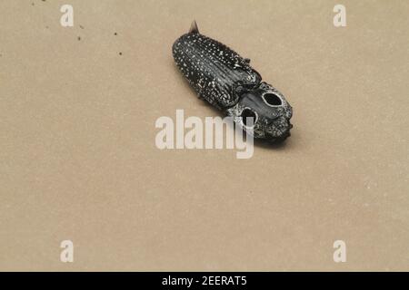 Primo piano di un scarabeo di un clic morto (Alaus oculatus) Foto Stock