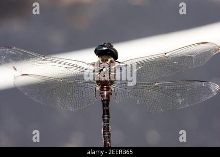 Virginia, Stati Uniti. Primo piano di una libellula morta con un'ala rotta. Foto Stock