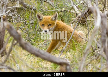 Un carino cucciolo di volpe rosso, vulpes, sta esplorando il mondo non lontano fuori è den Foto Stock