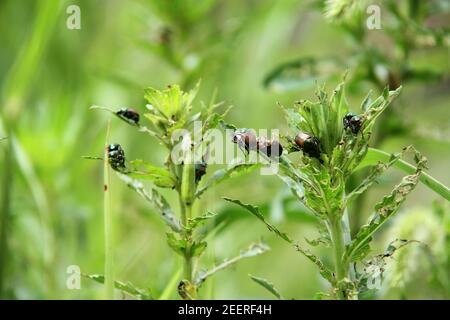Gli scarabei giapponesi che alimentano sulle piante Foto Stock
