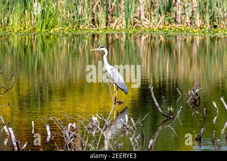 Mangia mentre guai tranquillamente nelle acque poco profonde di piscine, paludi e paludi, catturando rane, pesci, ed altri animali acquatici Foto Stock