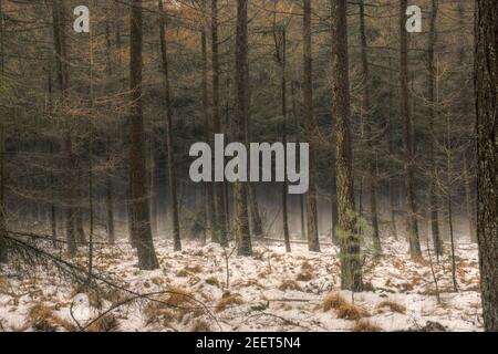 Fine inverno, cambio di stagione: In una foresta di Larch, la nebbia pende sulla neve che si scioglie Foto Stock