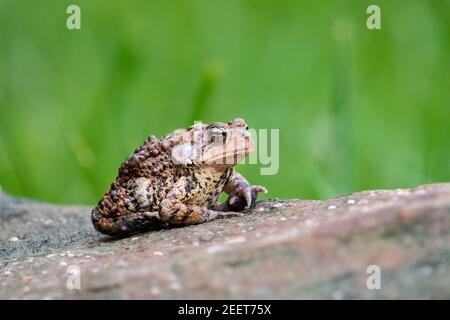 Un Toad dell'America orientale (Anaxyrus americanus) riposa su una roccia nel sole d'estate. Foto Stock
