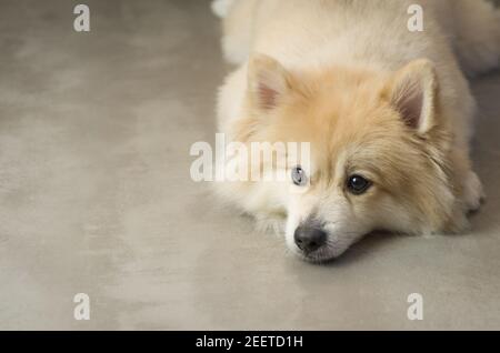 Bellissimo cane tedesco Spitz di colore giallo chiaro Foto Stock