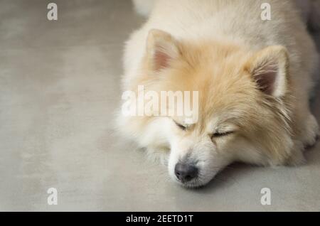 Bellissimo cane tedesco Spitz di colore giallo chiaro Foto Stock