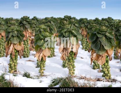 bruxelles germogli nel campo invernale sotto il cielo blu Foto Stock