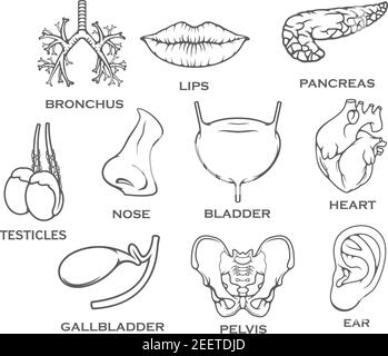 Organi umani interni o parti del corpo insieme di bronchi, labbra o orecchio e pancreas, testicoli urogeniti o vescica e naso. Cuore isolato vettoriale, gallbl Illustrazione Vettoriale