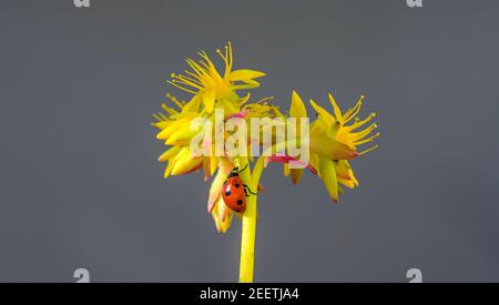 Ladybug rosso che sale il gambo di un fiore giallo su sfondo grigio Foto Stock