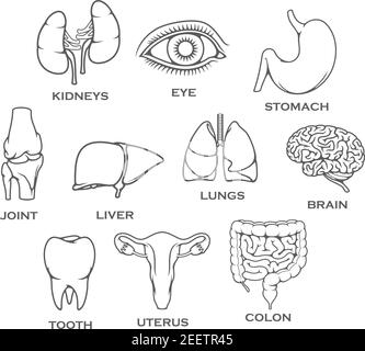 Set di organi umani e parti del corpo icone di linee isolate. Reni vettoriali, occhio o stomaco e articolazione del ginocchio ossa, fegato o polmoni e cervello o dente, utero e. Illustrazione Vettoriale