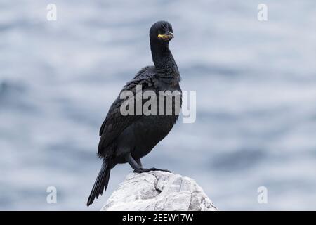 European shag, Phalacrocorax aristotelis, singolo adulto in piedi su scogliera, Inghilterra, Regno Unito Foto Stock