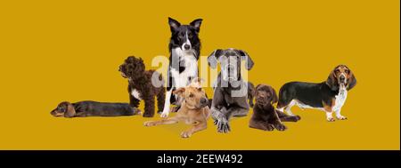 sette diverse razze di cani che si posano di fronte ad una senape sfondo colorato Foto Stock