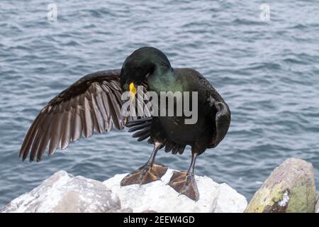 European shag, Phalacrocorax aristotelis, singolo adulto in piedi su scogliera, Inghilterra, Regno Unito Foto Stock