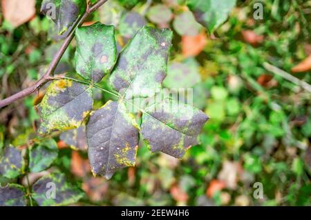 Malattie fungine delle foglie di rosa - marciume grigio, ruggine, muffa in polvere, macchie. Diplocarpon rosa spot. Foto Stock