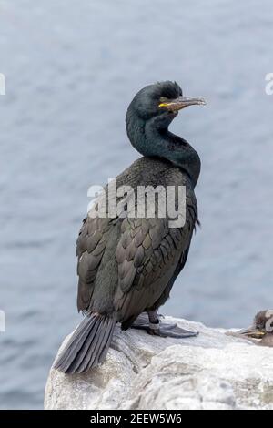 European shag, Phalacrocorax aristotelis, singolo adulto in piedi su scogliera, Inghilterra, Regno Unito Foto Stock