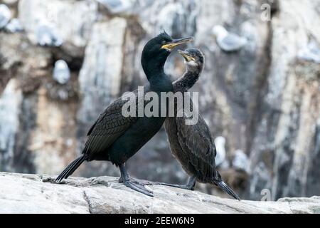 European shag, Phalacrocorax aristotelis, adulto che alimenta un pulcino al nido, Inghilterra, Regno Unito Foto Stock