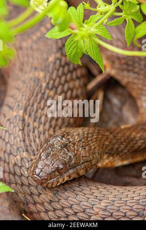 Il serpente d'acqua del nord che si sdraia in Pennsylvania Foto Stock