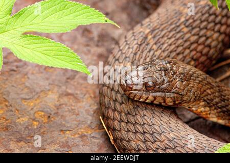 Il serpente d'acqua del nord che si sdraia in Pennsylvania Foto Stock