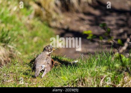 Un uccello redwing che cammina su un sentiero, Skaftadell NP, Islanda Foto Stock