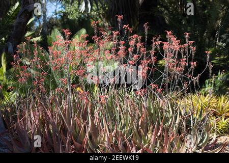 Aloe chabaudii. Foto Stock