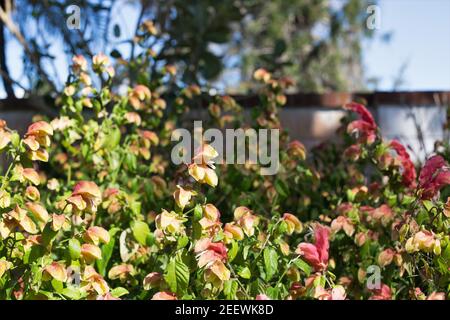 Justicia brandegeana - pianta di gamberetti. Foto Stock