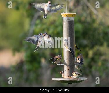 A Goldfinch (Carduelis Carduelis) Si avvicina ad un alimentatore di uccello di giardino occupato da parecchi uccelli come Altri due finch combattono nelle vicinanze Foto Stock