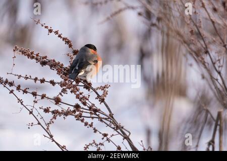 Un bulfinch maschio (Pirrhula Pyrhula) Appollaiato su uno stelo di banchina a larghe guglie (Rumex Obtusifolius) In un paesaggio innevato Foto Stock