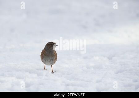 Un Dunnock, o Hedge Sparrow, (Prunella Modularis) camminare sulla neve alla ricerca di cibo Foto Stock