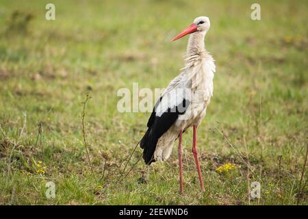 Cicogna bianca in piedi su praterie nella natura estiva Foto Stock