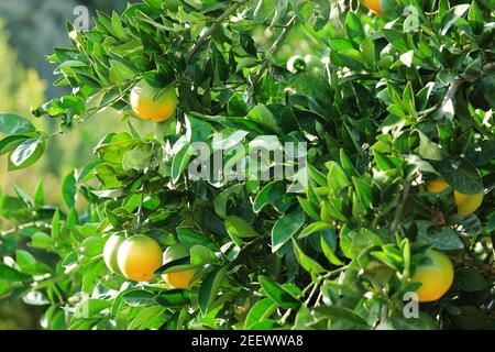 Arance mandarine che maturano sull'albero con foglie verdi. Foto Stock