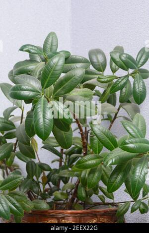 Gomma elastica Ficus in vaso fiorito. Pianta domestica ornamentale, fuoco selettivo. Foto Stock