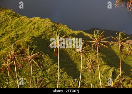 Una fila di palme da cocco si illuminano all'alba con foresta pluviale tropicale e montagna in lontananza subito dopo la tempesta passata, su Oahu, Hawaii, USA Foto Stock