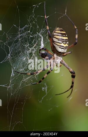 Ragno WASP con preda. Macro immagine di un ragno di vespa Argiope bruennichi Foto Stock