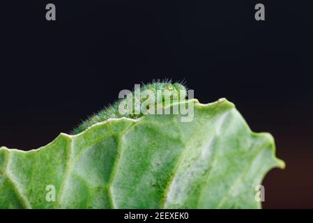 Green Caterpillar strisciando su una foglia di cavolo Foto Stock