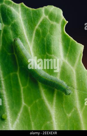 Green Caterpillar strisciando su una foglia di cavolo Foto Stock