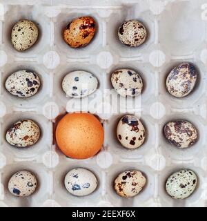 Un uovo di pollo tra molte uova di quaglia in scatola di cartone. Vista dall'alto. Concetto di accelerazione, individualità e differenza Foto Stock