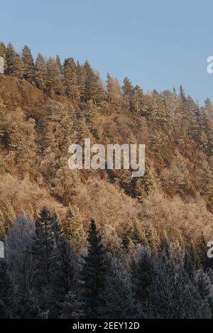 Alberi con rime, gelo, gelo bagnati dalla luce dal sole che tramonta, inverno Norvegia. Foto Stock