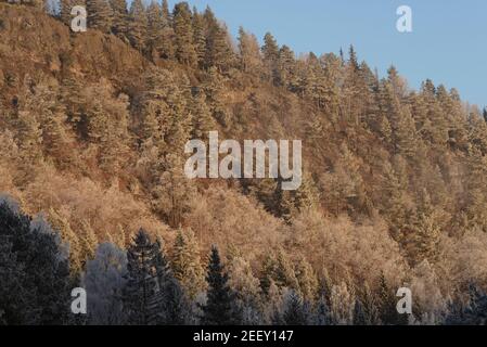 Alberi con rime, gelo, gelo bagnati dalla luce dal sole che tramonta, inverno Norvegia. Foto Stock