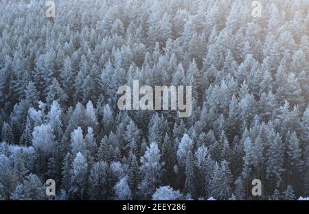 Rime gelo hoarfrost foresta nebbia fitta e luce solare, Norvegia Foto Stock