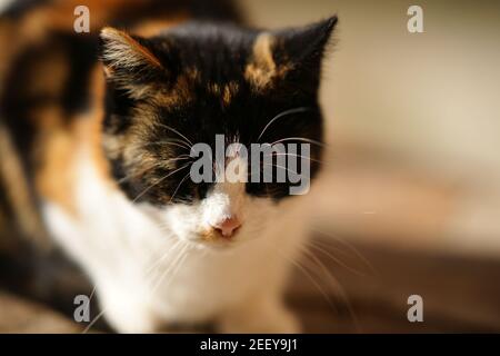 Gattino tricolore che dorme nel giardino soleggiato, viso closeup. Foto Stock