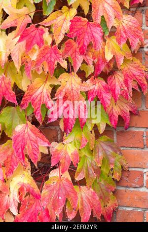 Edera di Boston (parthenocissus tricuspidata) in autunno, superriduttore di edera di arrampicata rossa che cresce su una parete, Regno Unito Foto Stock
