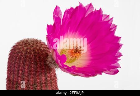 cactus echinocereus rigidissimus rubispinus con fiore rosso magenta brillante su sfondo bianco Foto Stock