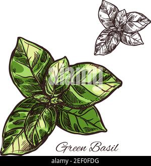Icona di schizzo di erbe aromatiche di basilico verde. Vettore isolato foglia di basilico per la cucina culinaria o aromatizzanti erbe condimento ingrediente o g Illustrazione Vettoriale