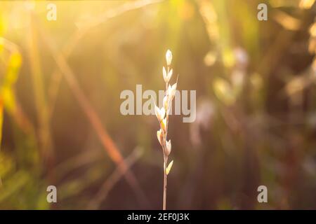 Giallo asciutto, piccolo spike dorato campo con bokeh e retroilluminato su sfondo. Spikelet nei raggi del sole che tramonta UN colpo di closeup di un ramo isolato Foto Stock